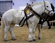 Percheron.jpg