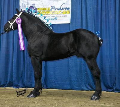 WPC2014_Ch_stallion.jpg